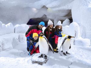 افضل عروض سكي دبي