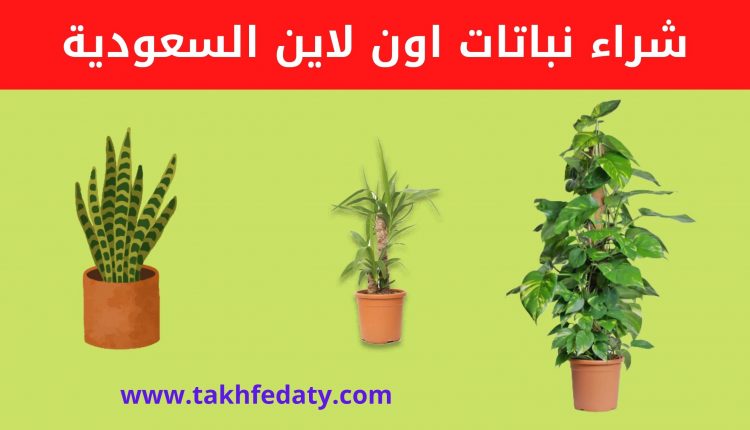افضل طريقة لشراء نباتات اون لاين السعودية