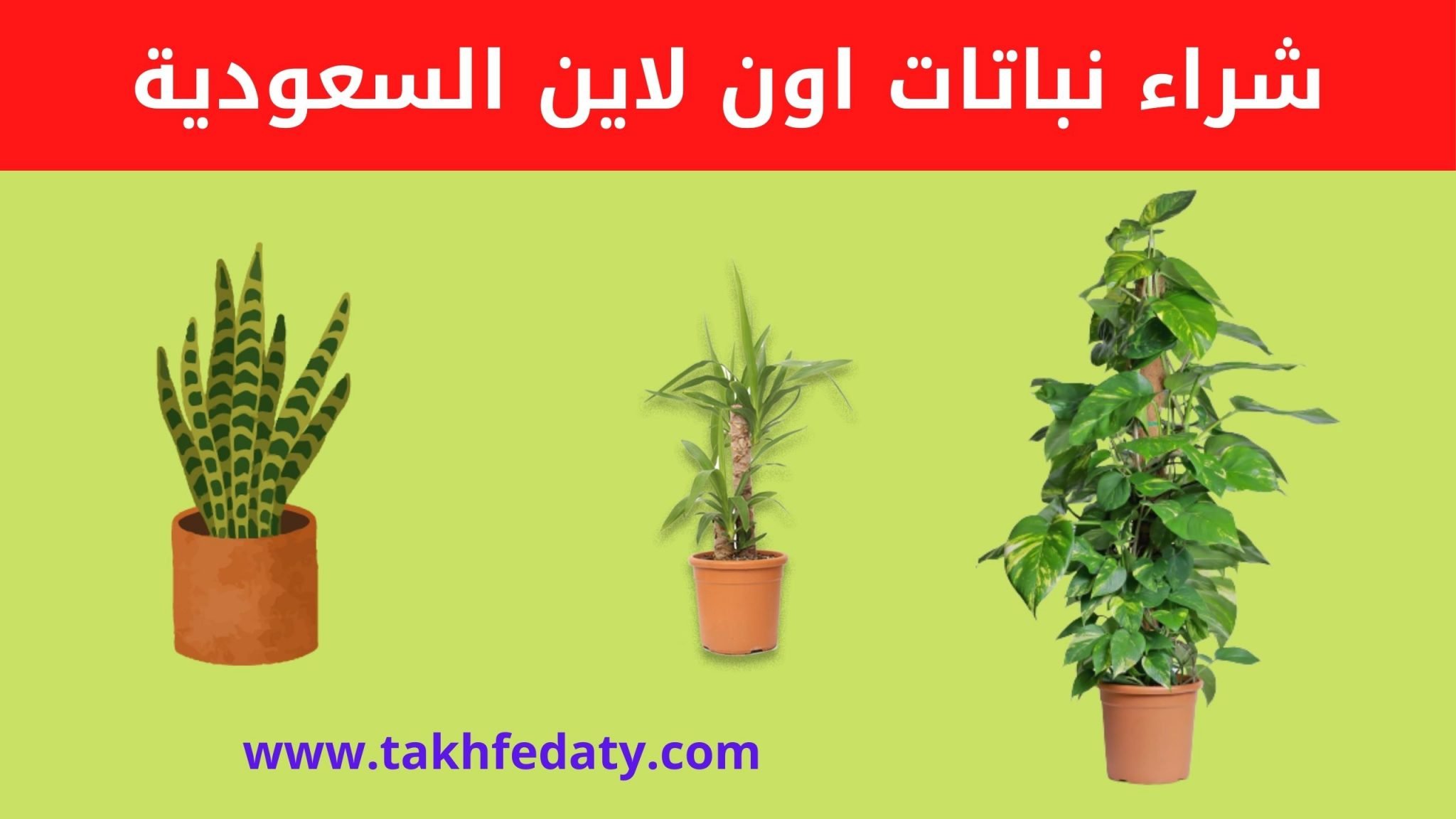 افضل طريقة لشراء نباتات اون لاين السعودية