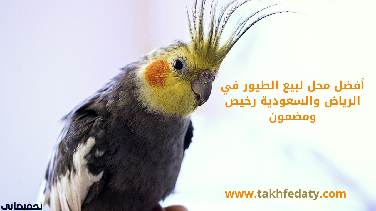 محلات الطيور في جدة