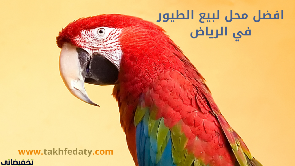 افضل محل لبيع الطيور في الرياض