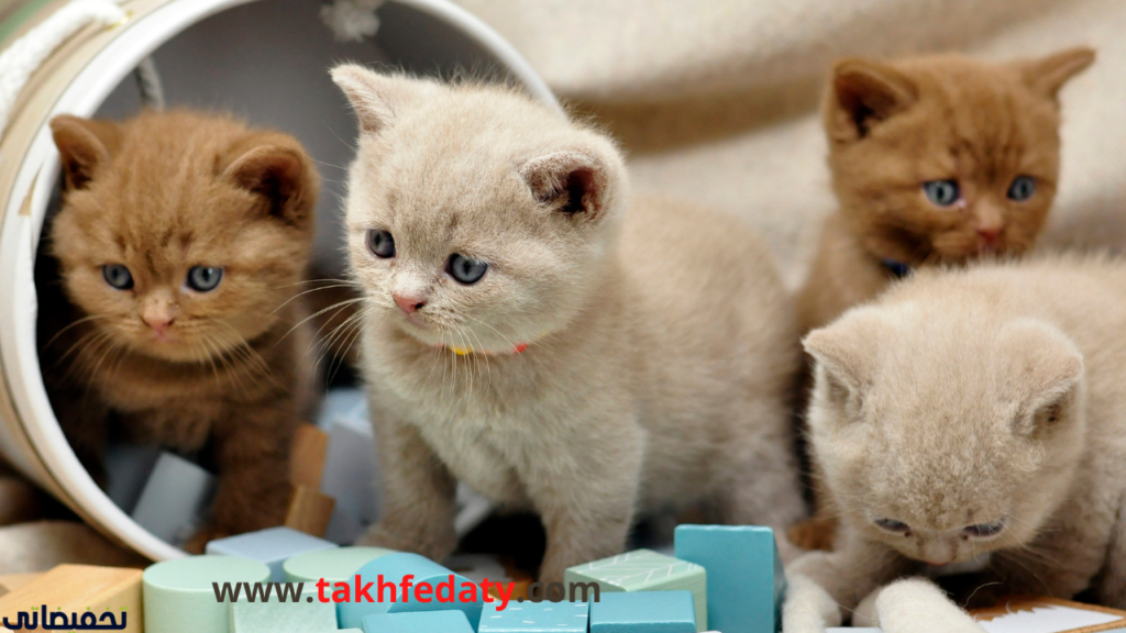 أكبر محل حيوانات بالرياض